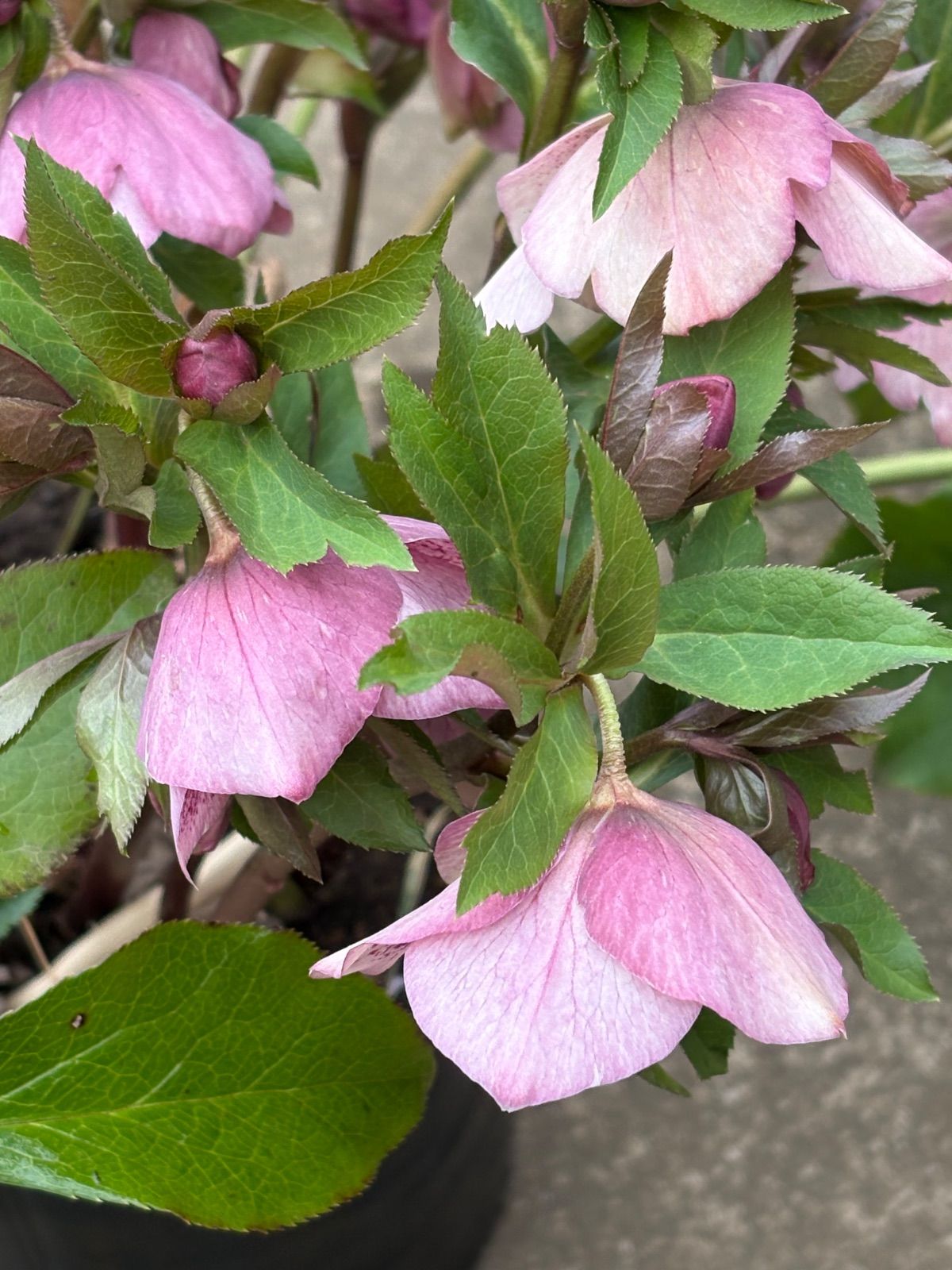 クリスマスローズ開花‼️76ピンクスポットシングル大株❗️ - メルカリ