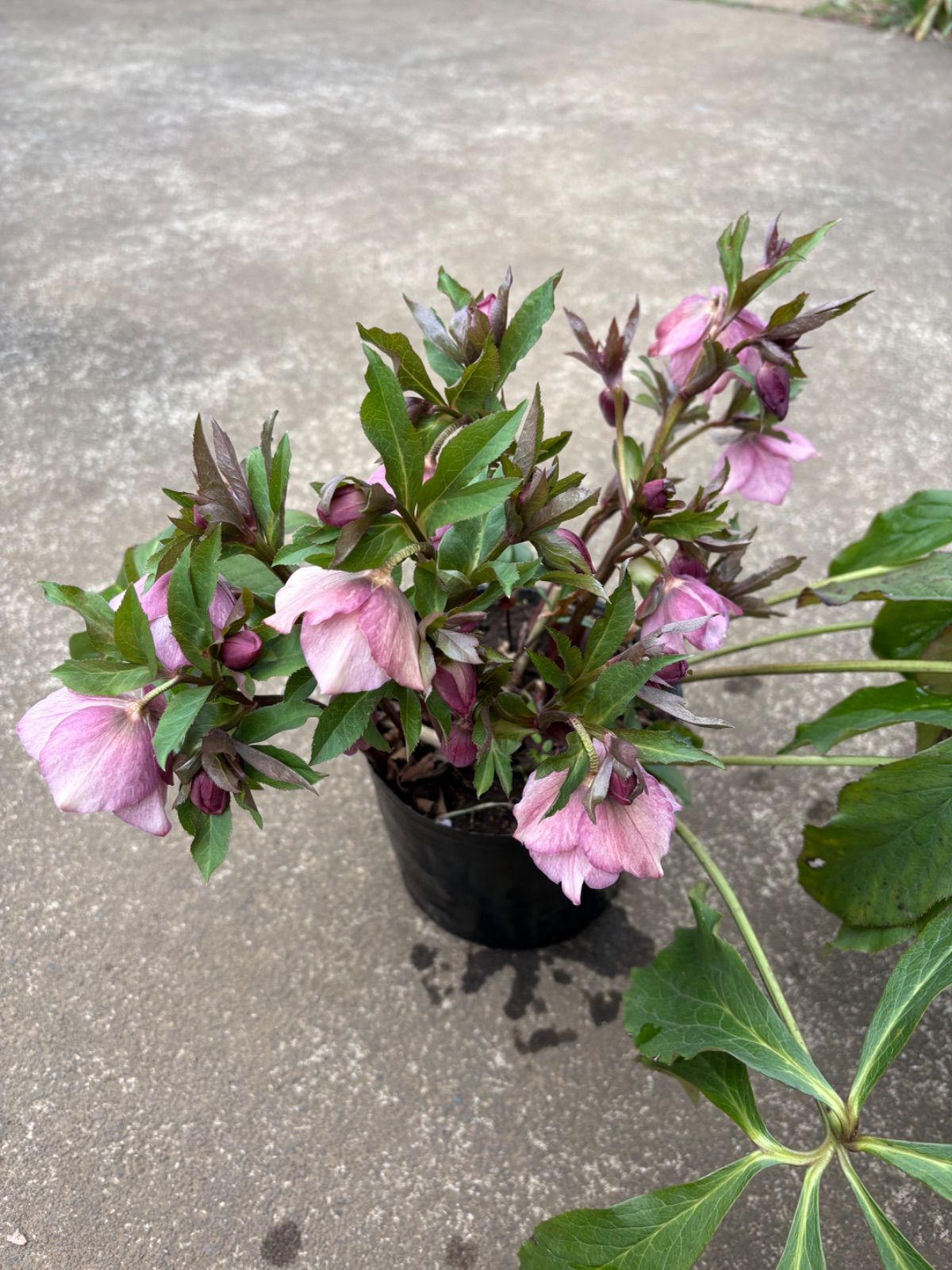 クリスマスローズ開花‼️76ピンクスポットシングル大株❗️ - メルカリ