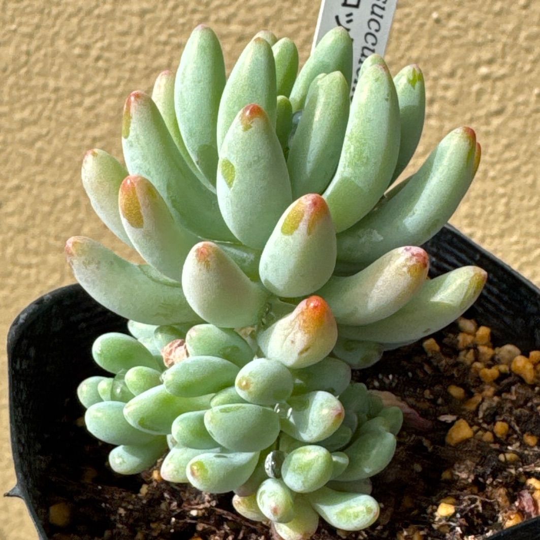 ロッティー×乙女心❣️札付き❗️多肉植物 抜き苗 - メルカリ