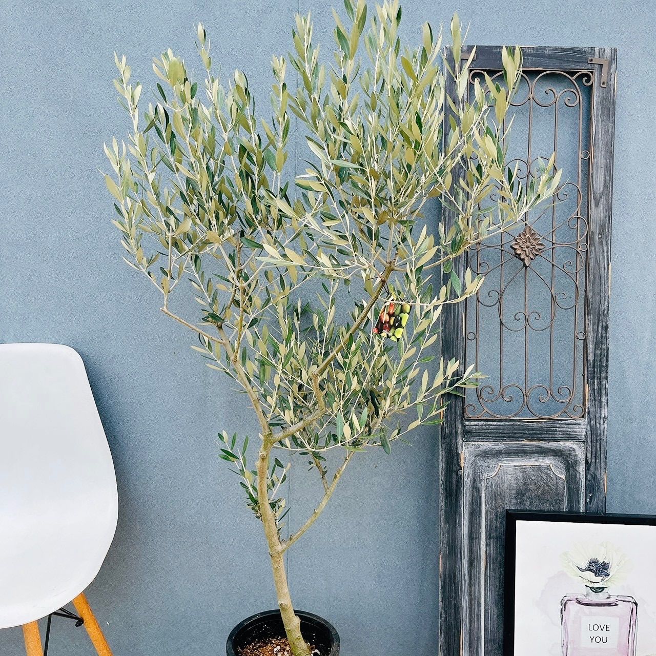 現品］36番 創樹 オリーブ ミッション 8号 観葉植物 ベランダ SOUJU