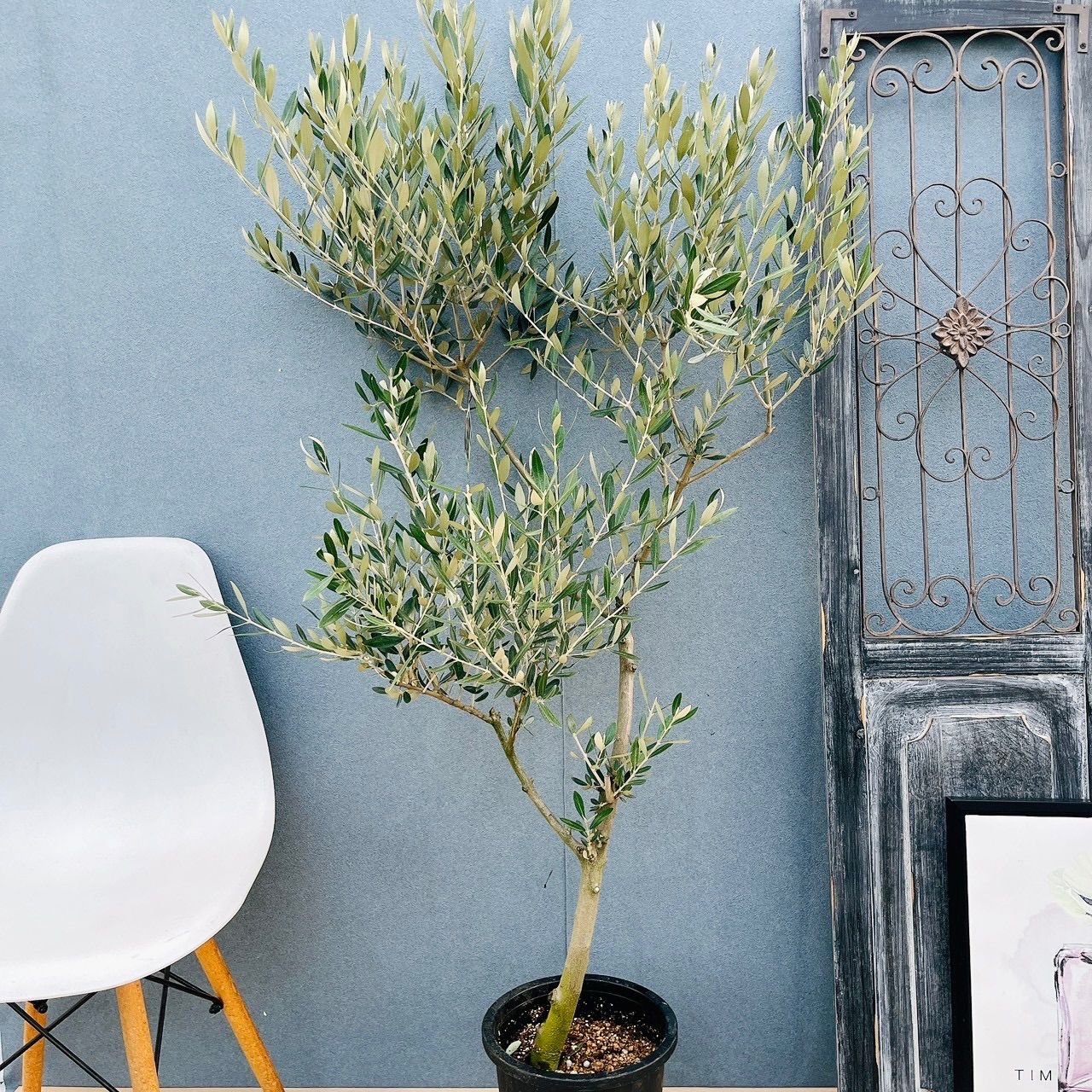 現品］36番 創樹 オリーブ ミッション 8号 観葉植物 ベランダ SOUJU