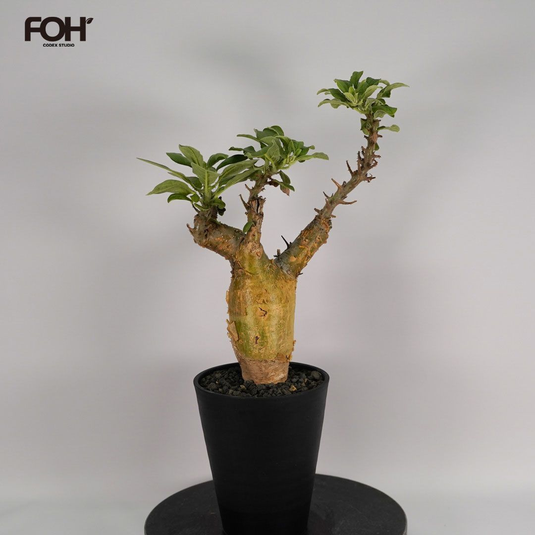 F44 セサモタムナス ブッセヌス 発根済み 現地球 タンザニア産 - メルカリ