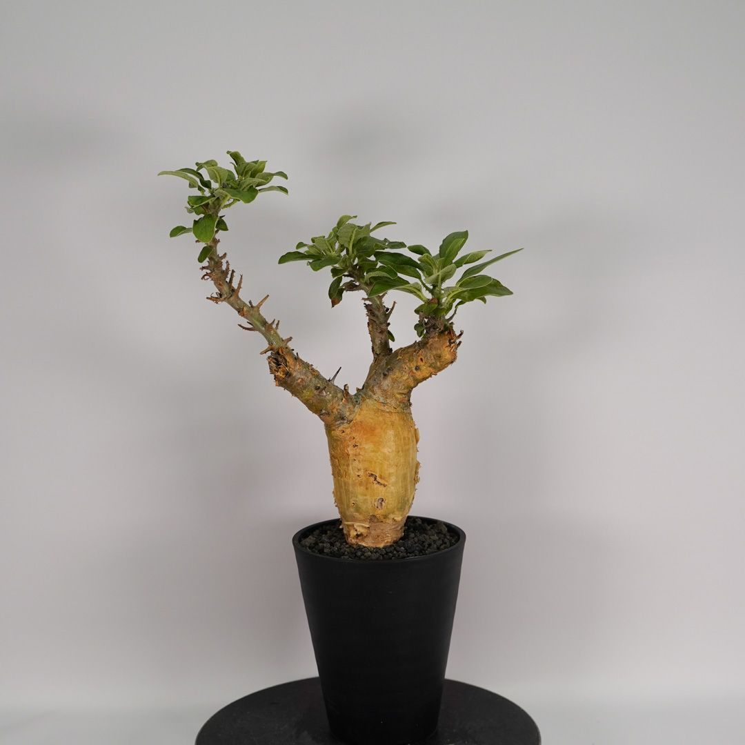 F44 セサモタムナス ブッセヌス 発根済み 現地球 タンザニア産 - メルカリ