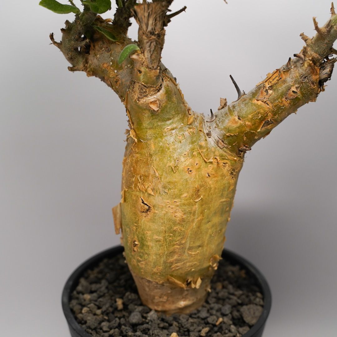 F44 セサモタムナス ブッセヌス 発根済み 現地球 タンザニア産 - メルカリ