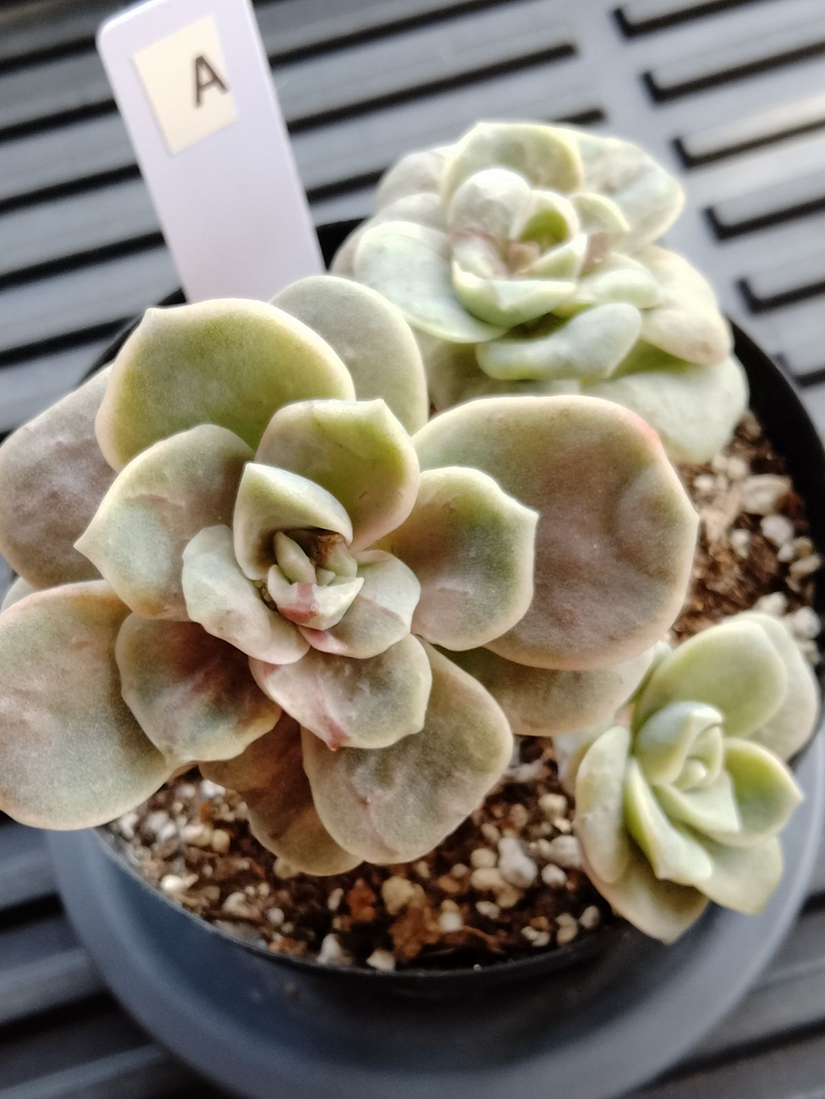 ラブリーローズ錦 赤 A - メルカリ