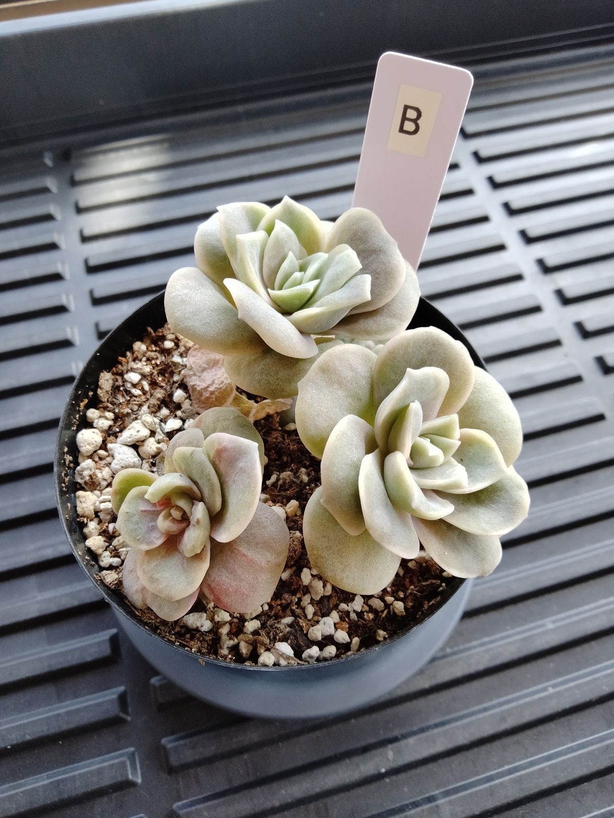 ラブリーローズ錦 赤 B - メルカリ