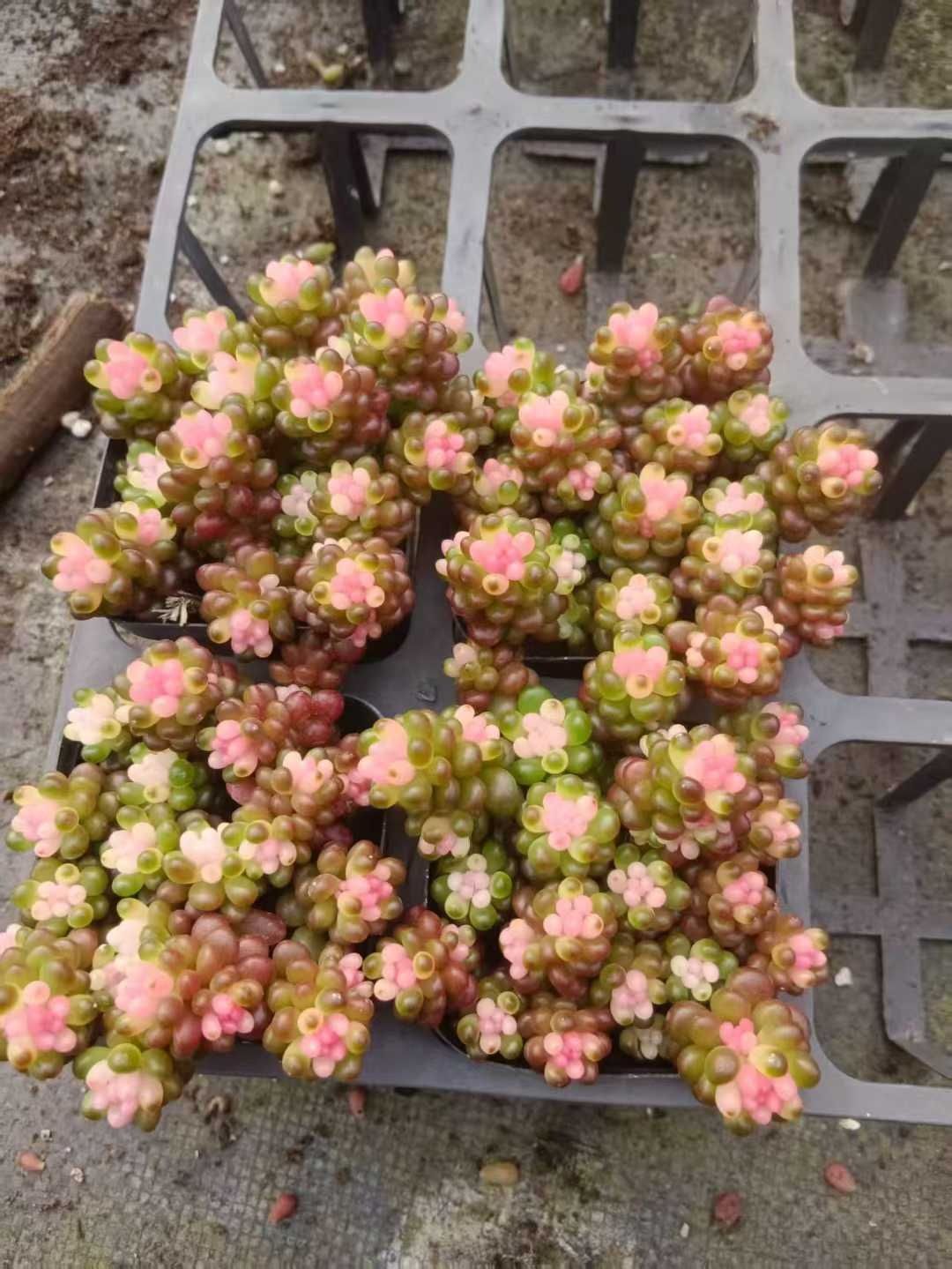 多肉植物 Z81 ベリーヤクニシキ 32鉢 土鉢づき エケベリア セダム