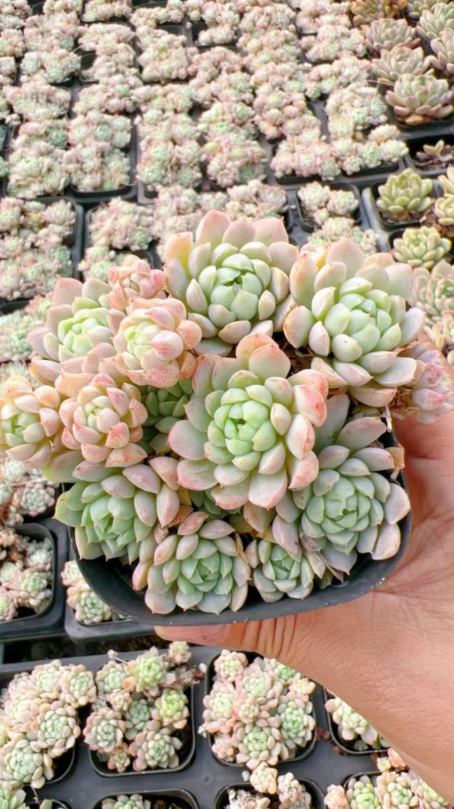 多肉植物 Z82 ショウコウイ 32鉢 土鉢づき エケベリア セダム