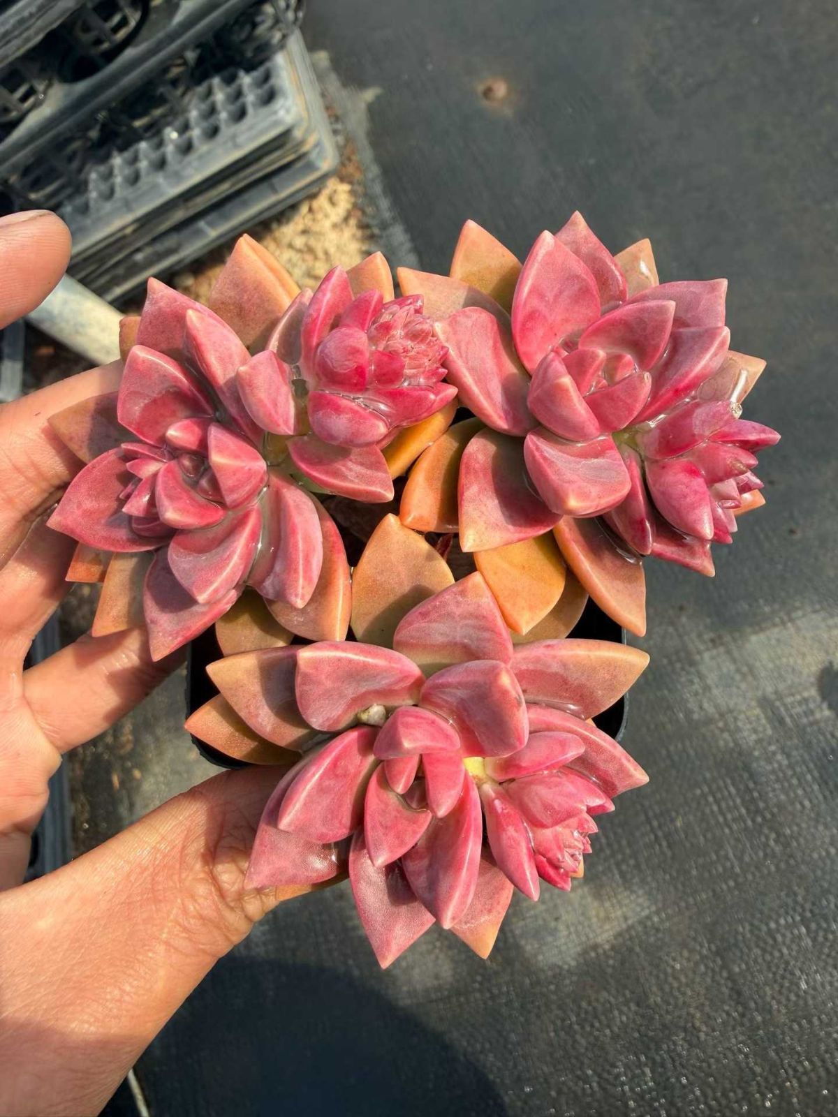 多肉植物 Z89 プディングン 32鉢 土鉢づき エケベリア セダム