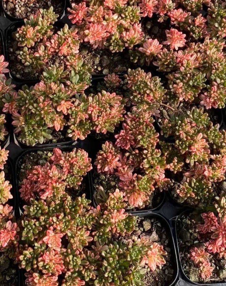 多肉植物 Z432 コビトマツリニシキ 40鉢 土鉢づき エケベリア セダム