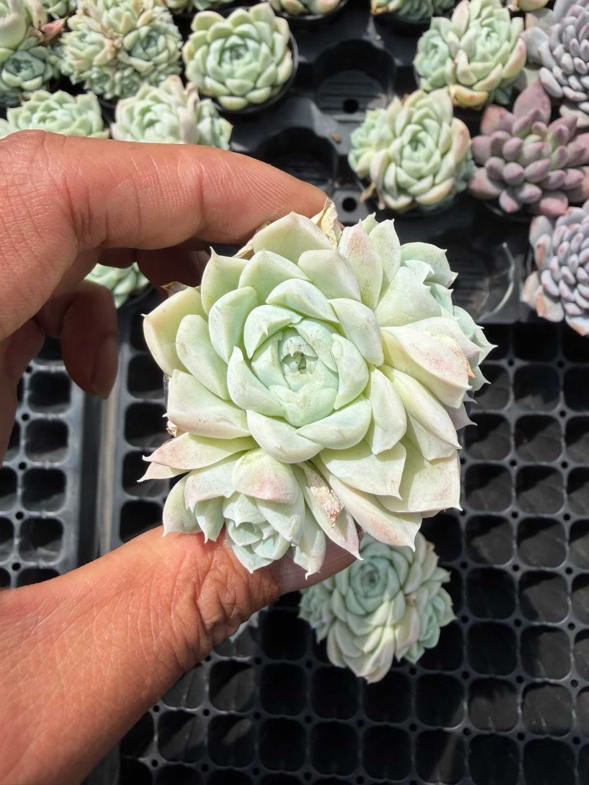 多肉植物 Z814 ハクゲツエイ 50鉢 土鉢づき エケベリア セダム