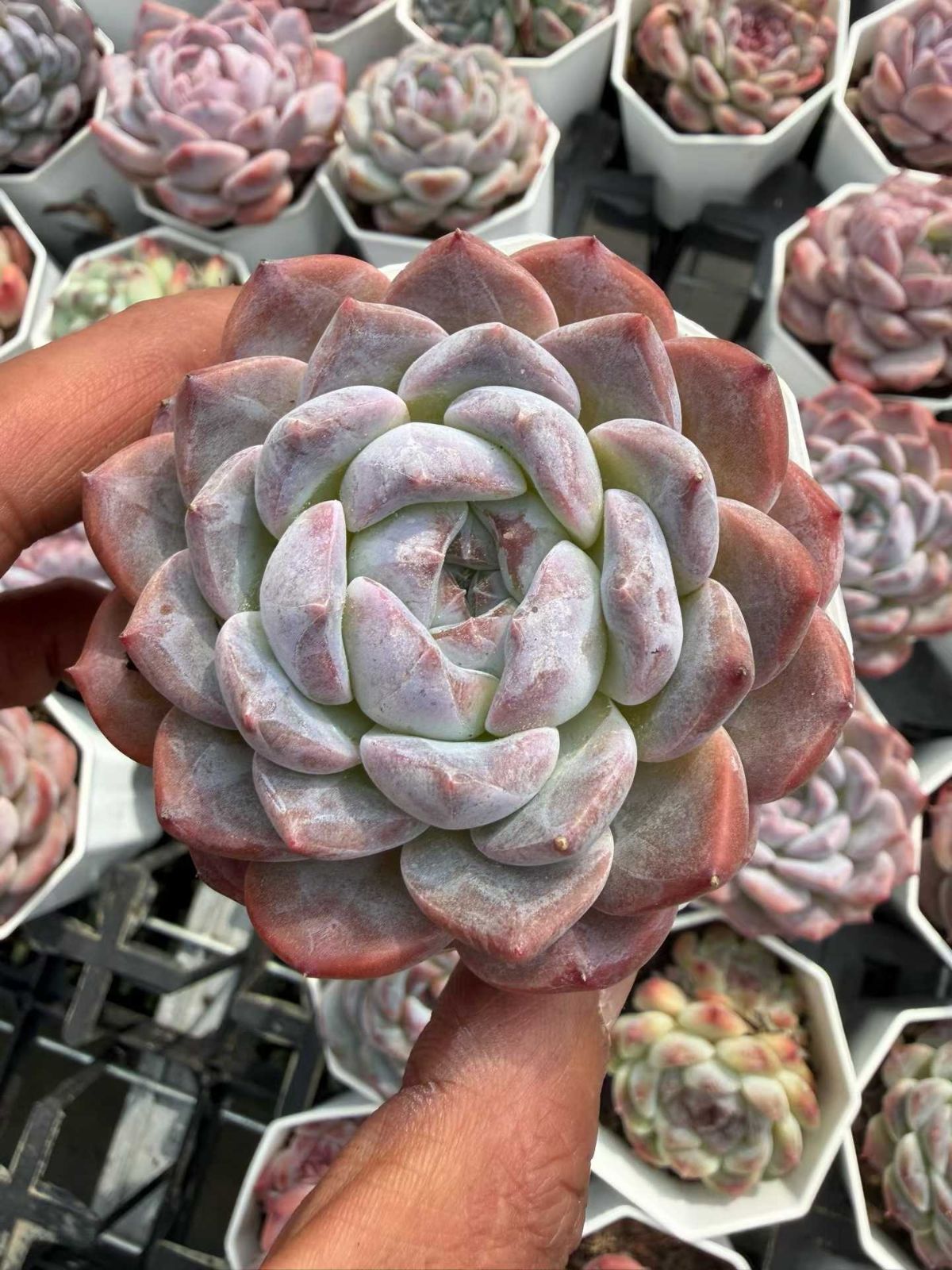 多肉植物 Z815 ヒョウハク 50鉢 土鉢づき エケベリア セダム