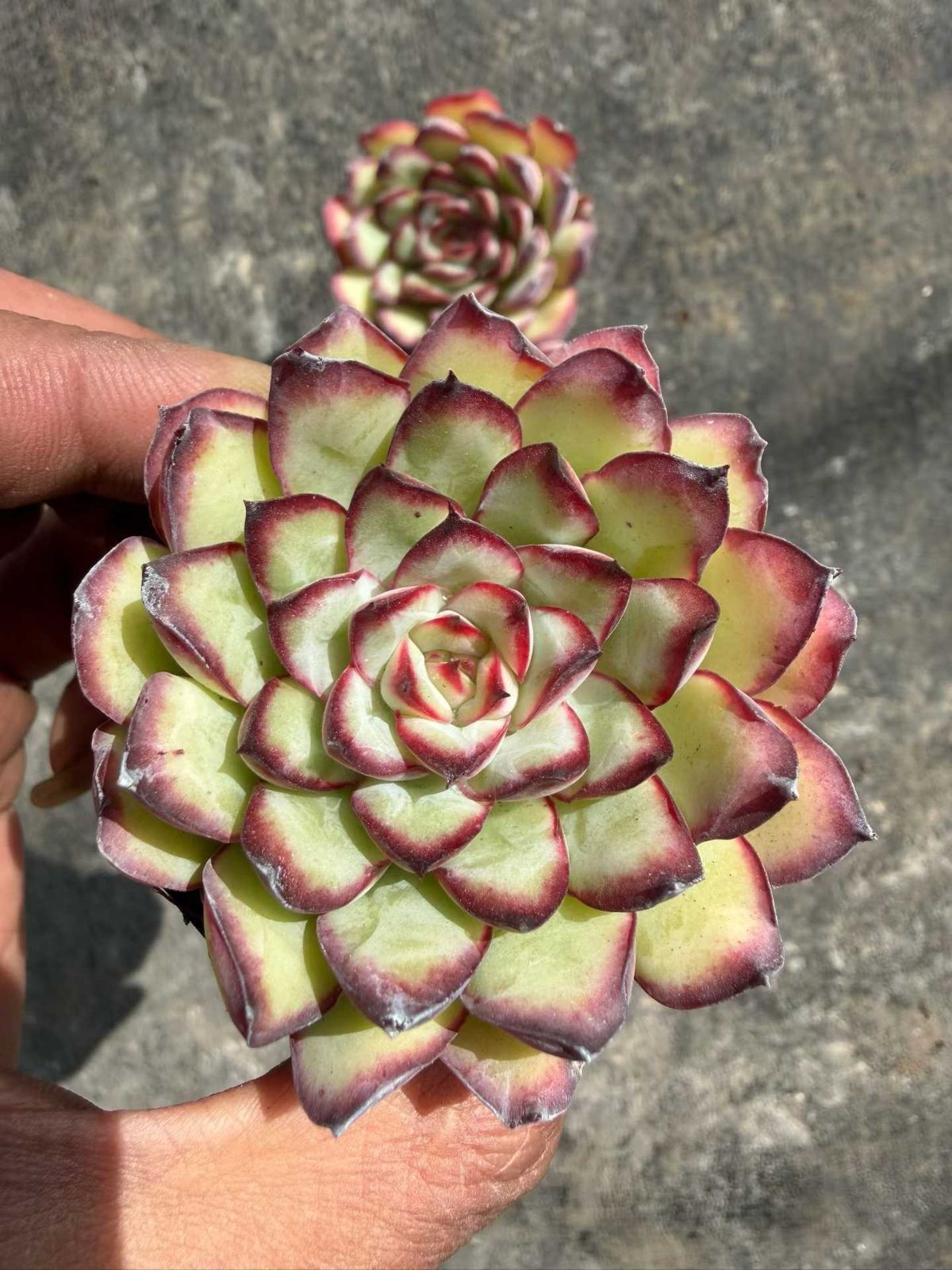 多肉植物 Z819 ミートソースローズ 50鉢 土鉢づき エケベリア セダム