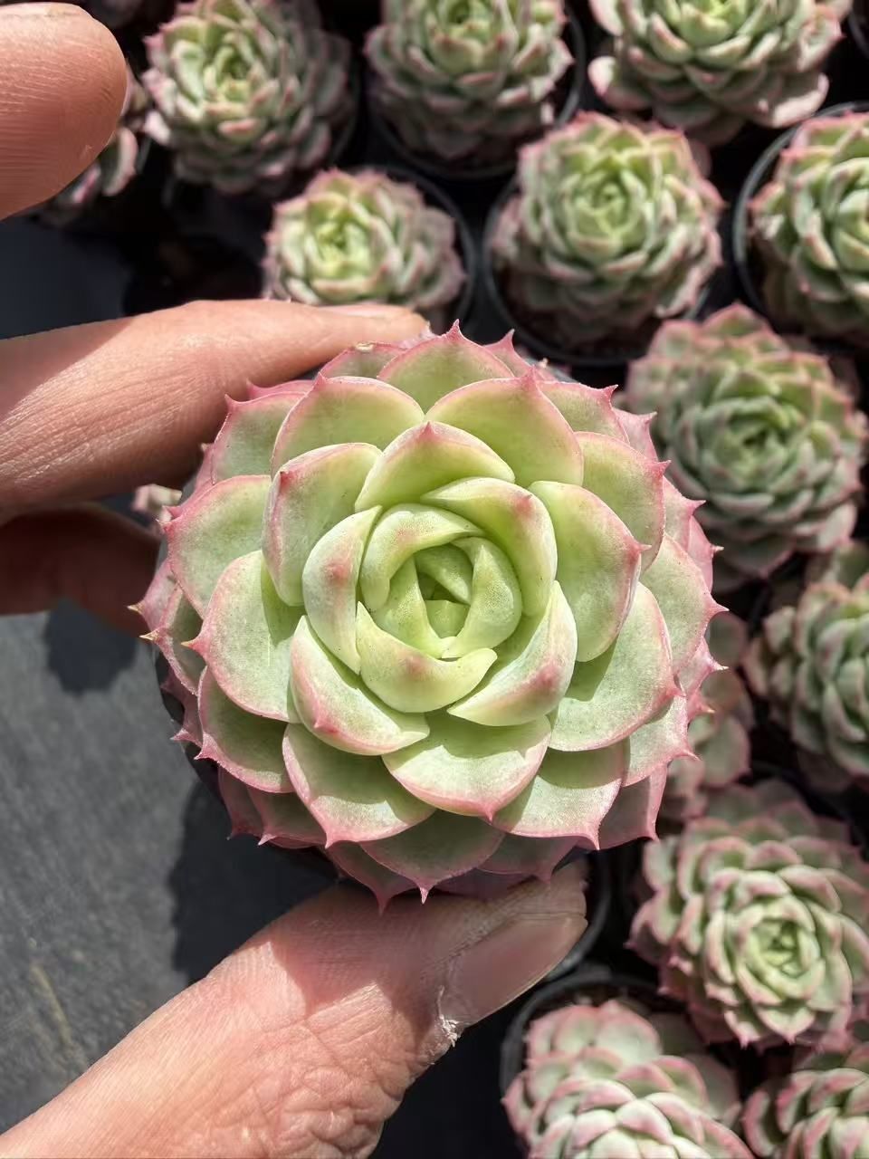 多肉植物 Z877 サンライムペッパー 54鉢 土鉢づき エケベリア セダム