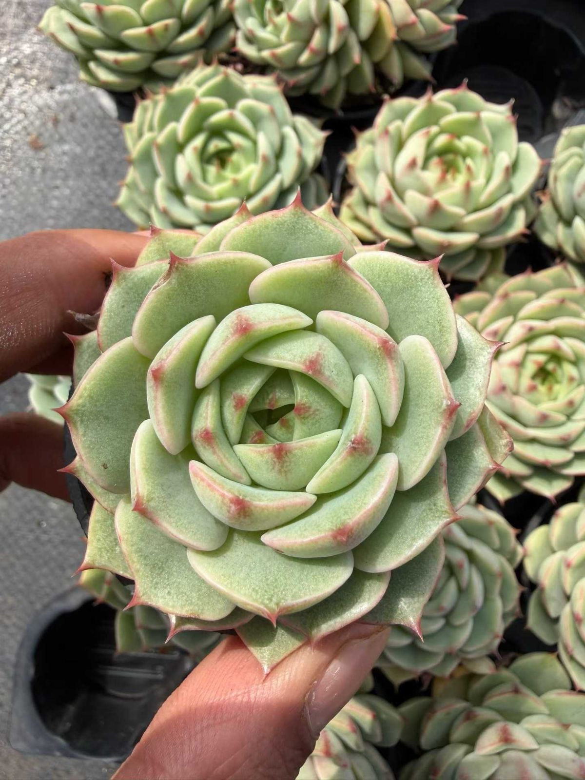 多肉植物 Z826 ベンバ 50鉢 土鉢づき エケベリア セダム アエオニウム