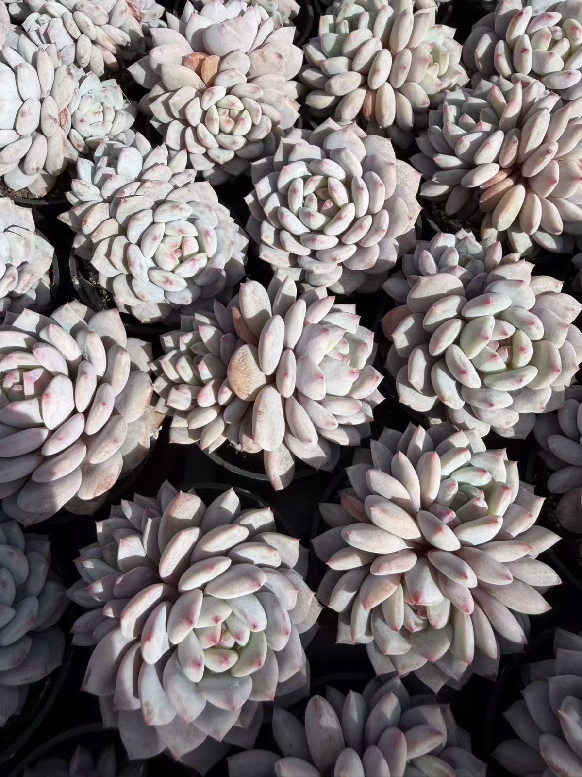 多肉植物 Z820 スターオレンジ 50鉢 土鉢づき エケベリア セダム