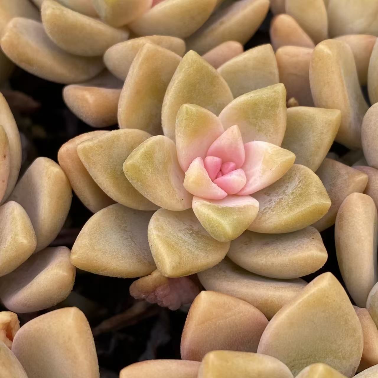 多肉植物 Z2548 アワユキニシキ 12鉢 土鉢づき エケベリア セダム