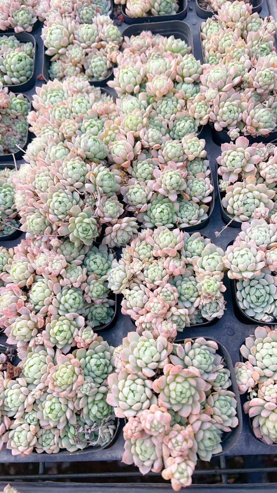 多肉植物 Z82 ショウコウイ 32鉢 土鉢づき エケベリア セダム