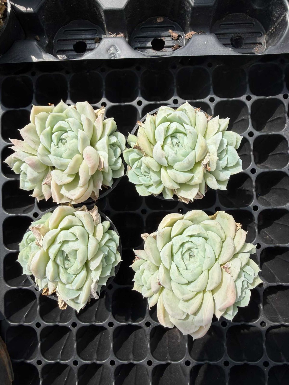 多肉植物 Z814 ハクゲツエイ 50鉢 土鉢づき エケベリア セダム