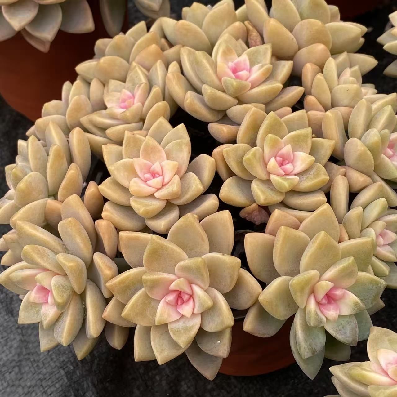 多肉植物 Z2548 アワユキニシキ 12鉢 土鉢づき エケベリア セダム