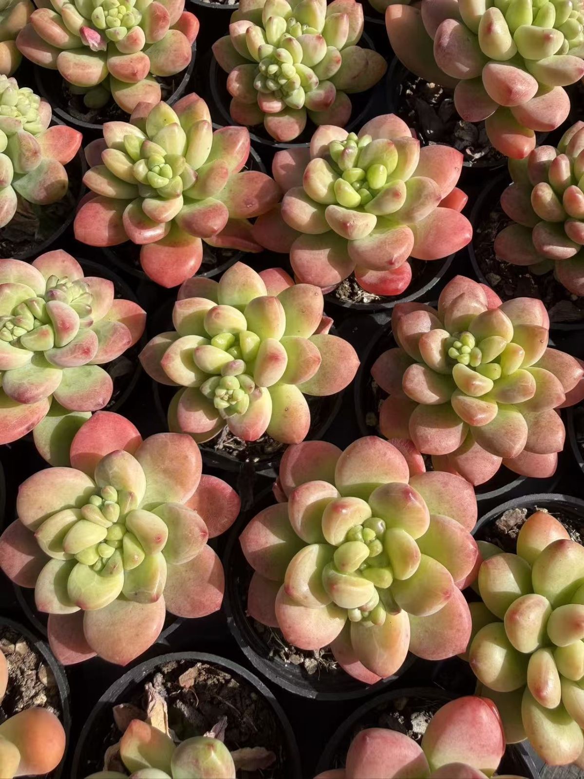 多肉植物 Z852 シャングリラ 54鉢 土鉢づき エケベリア セダム