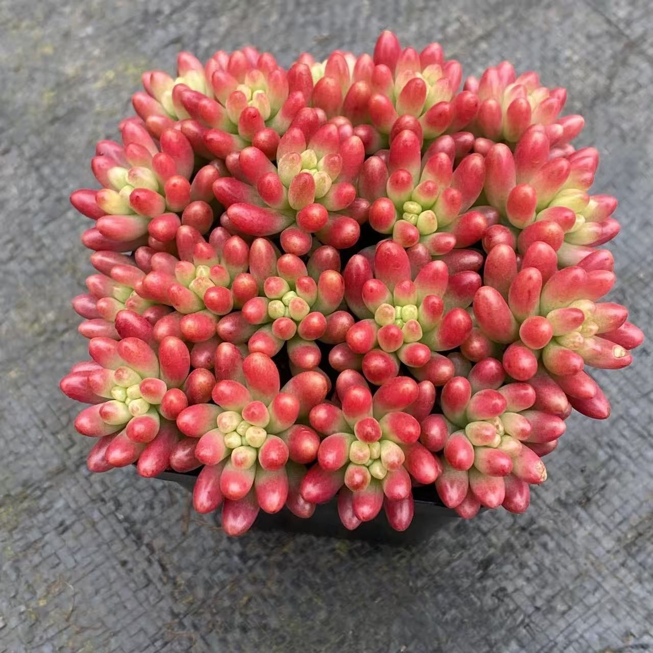 多肉植物 Z2547 ニジノタマニシキ 28鉢 土鉢づき エケベリア セダム