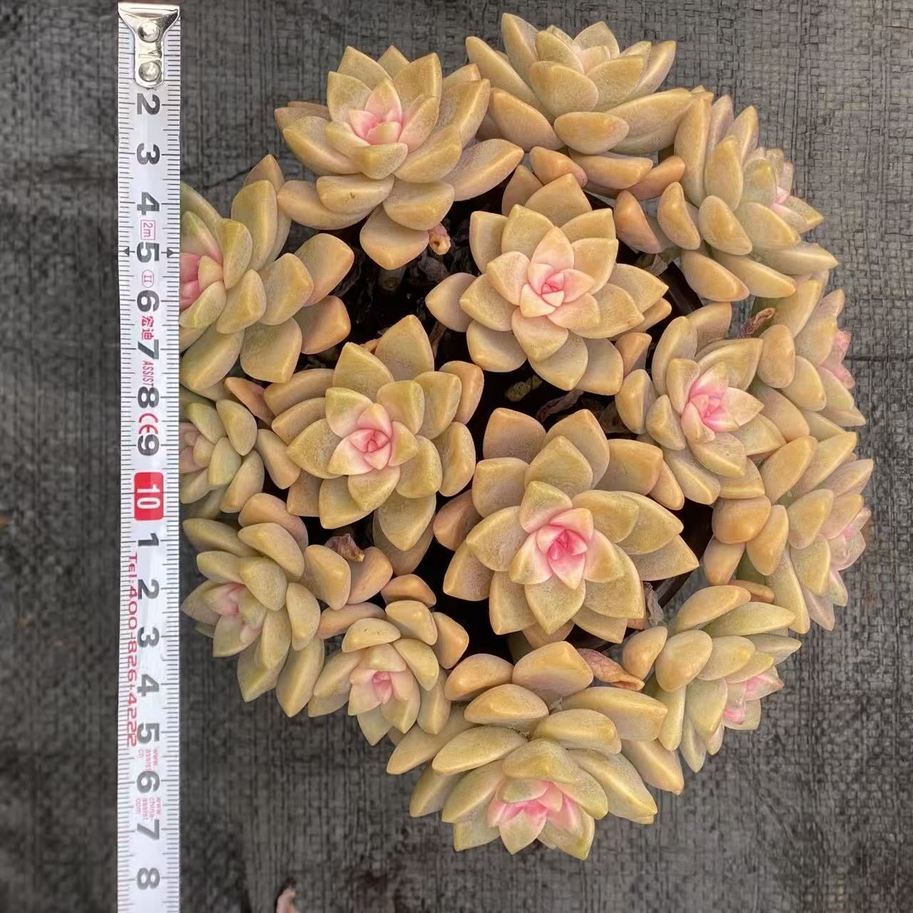 多肉植物 Z2548 アワユキニシキ 12鉢 土鉢づき エケベリア セダム