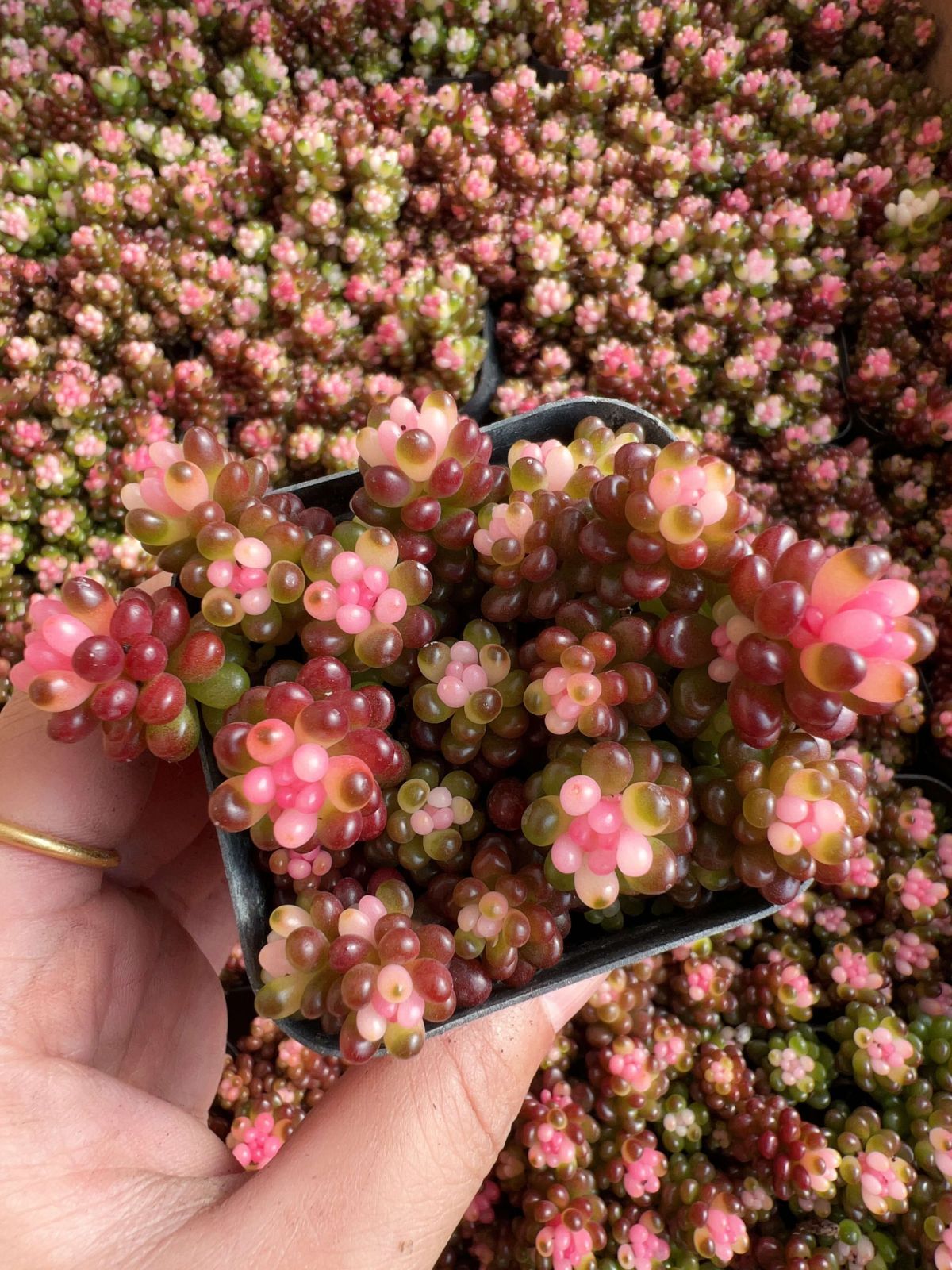 多肉植物 Z81 ベリーヤクニシキ 32鉢 土鉢づき エケベリア セダム