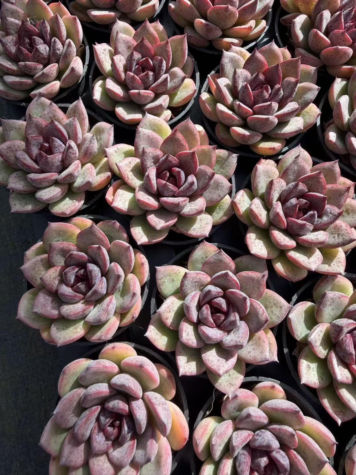 多肉植物 Z864 クロスイショウローズ 54鉢 土鉢づき エケベリア セダム