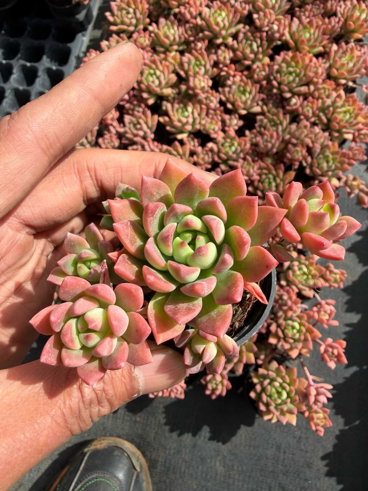 多肉植物 Z823 マーカス 50鉢 土鉢づき エケベリア セダム