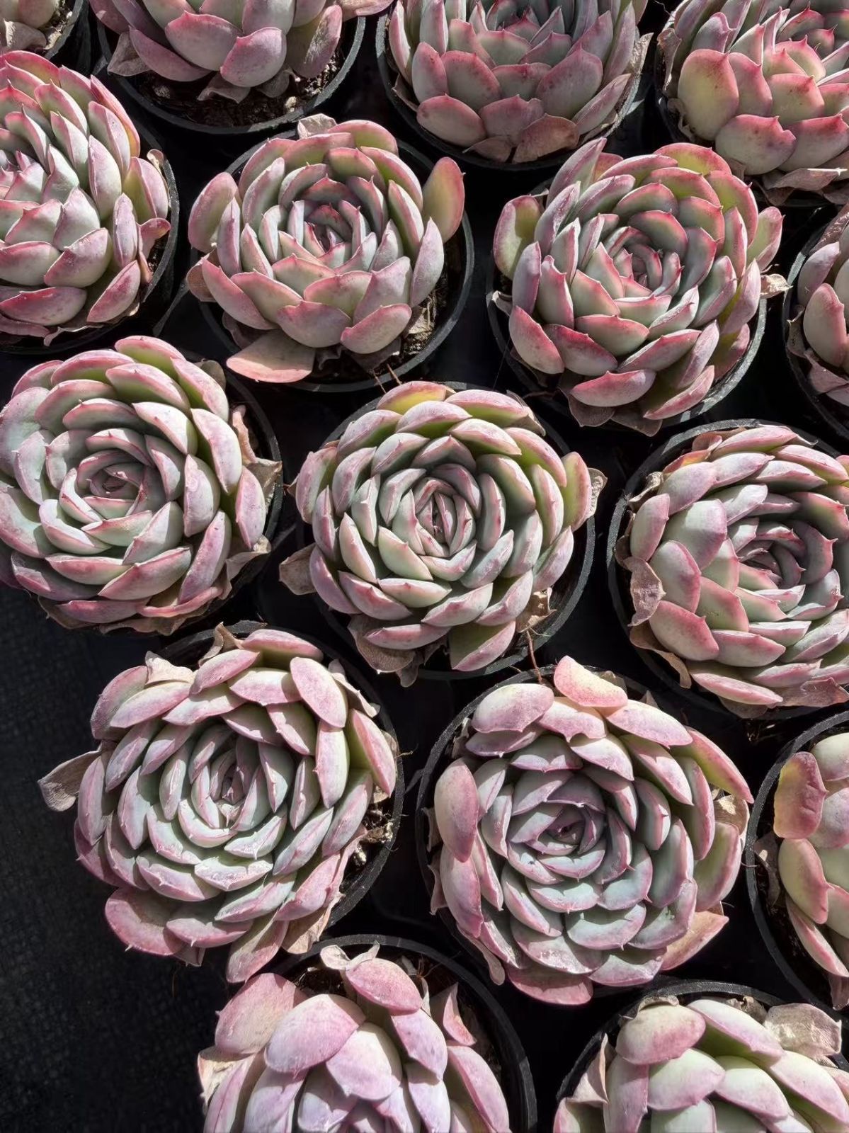 多肉植物 Z873 ストロベリーアイス 54鉢 土鉢づき エケベリア セダム