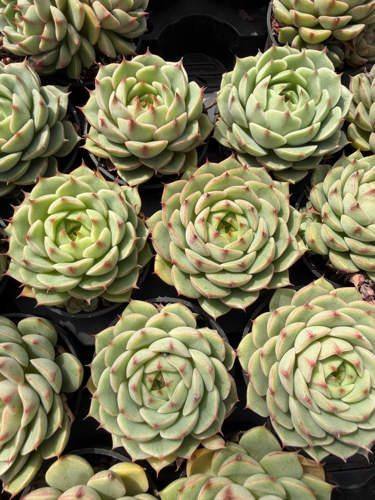 多肉植物 Z826 ベンバ 50鉢 土鉢づき エケベリア セダム アエオニウム