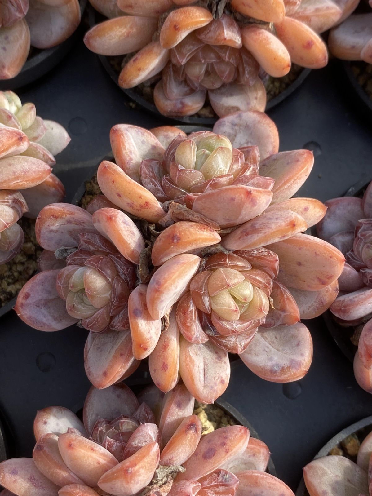 多肉植物 Z2557 スターリー・ジェニー 50鉢 土鉢づき エケベリア