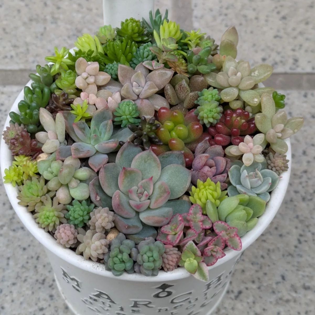 多肉植物 カット苗 紅葉ちび苗寄せ植えセット 8センチ缶 - メルカリ