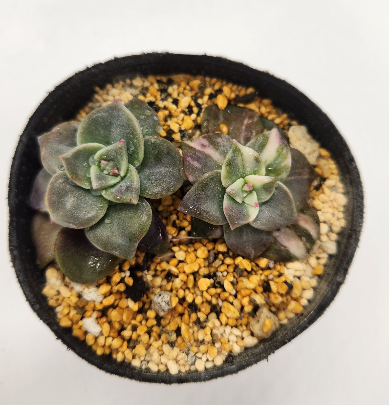 パープルディライト パープルディライト錦 多肉植物 - メルカリ