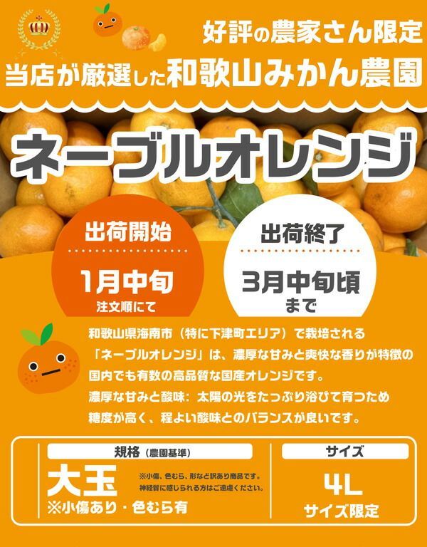 和歌山 ネーブル オレンジ 10kg 大玉 4Lサイズ限定 国産 農園・生産者