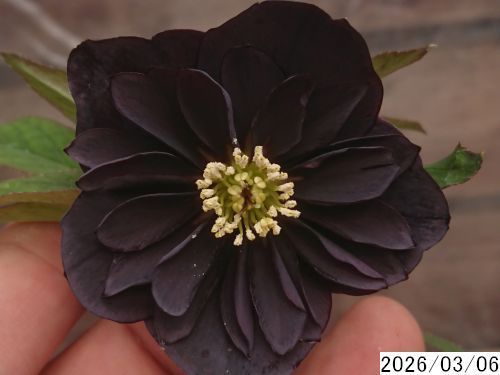 花1ガク0蕾1 開花株3.5号 小野寺園芸生産 八重ダブル クリスマスローズ