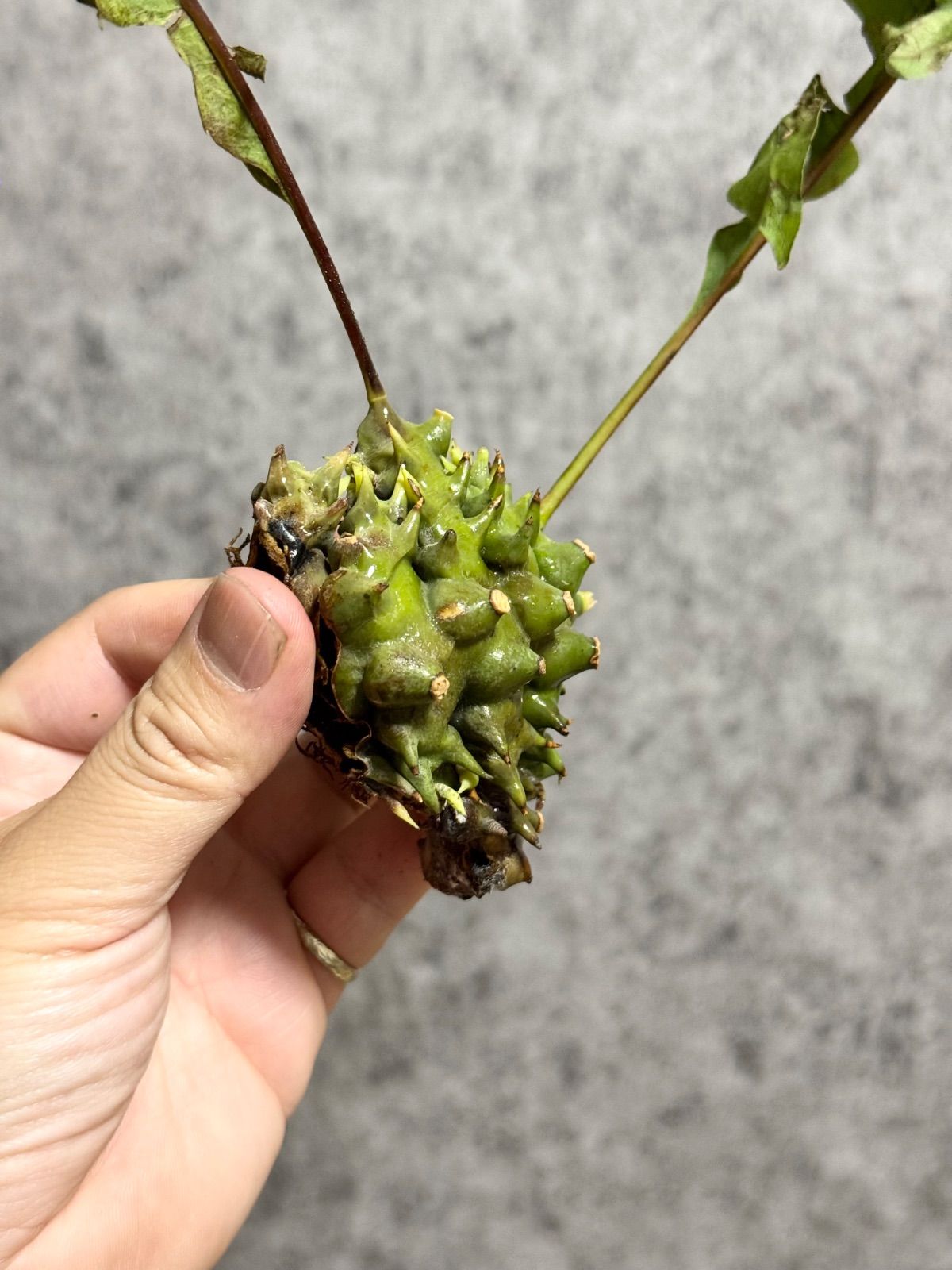 ▽Lecanopteris Spp balgooyi▽ 49 レカノプテリス バルゴイ