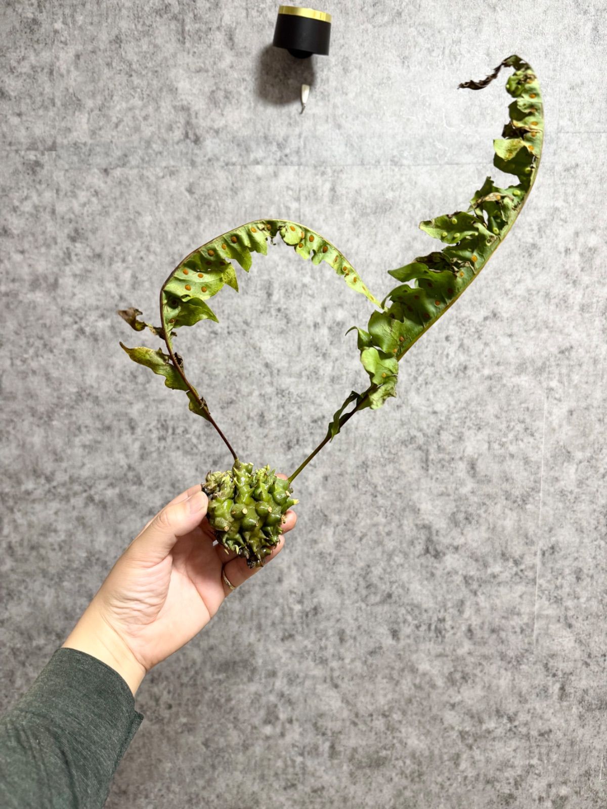 ▽Lecanopteris Spp balgooyi▽ 49 レカノプテリス バルゴイ