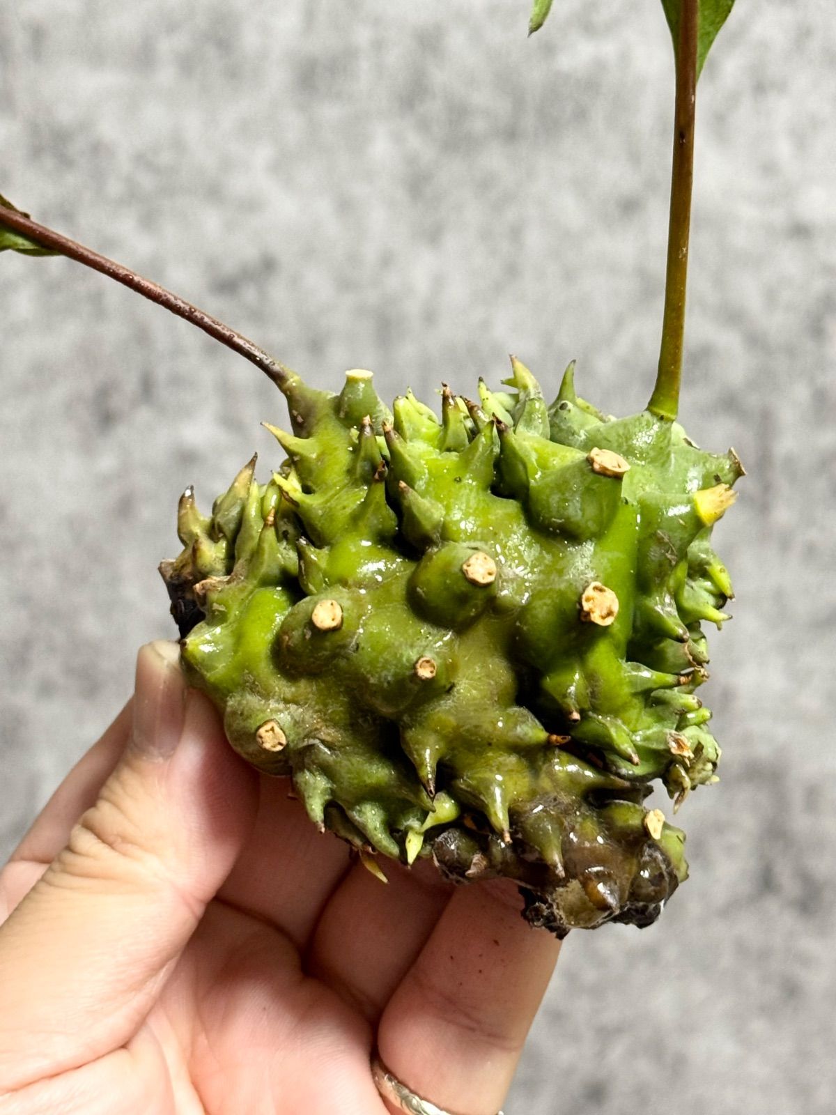 ▽Lecanopteris Spp balgooyi▽ 49 レカノプテリス バルゴイ