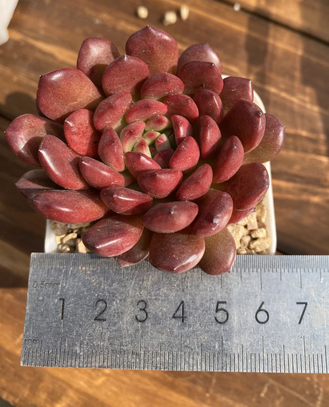 新入荷 多肉植物 エケベリア セダム 4株セット 抜き苗 第四種郵便発送