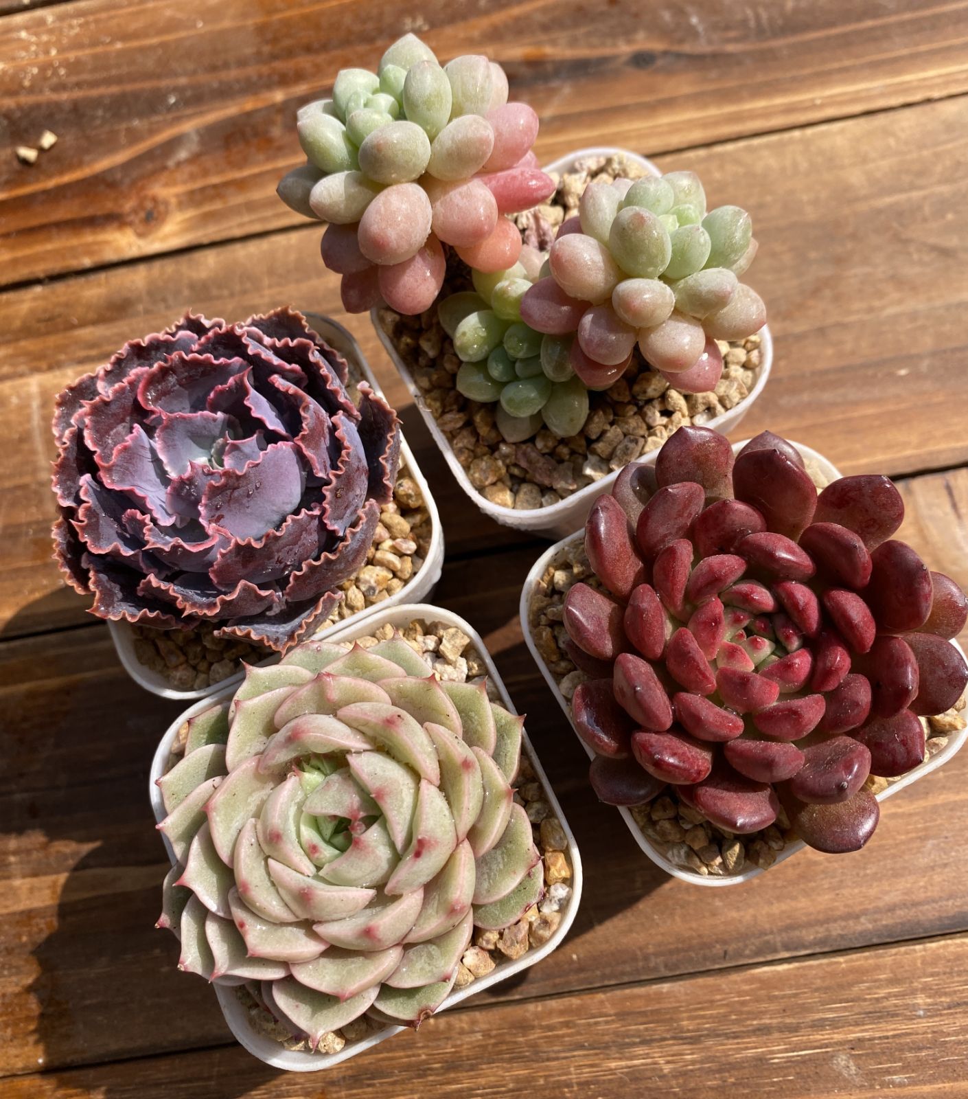 新入荷 多肉植物 エケベリア セダム 4株セット 抜き苗 第四種郵便発送