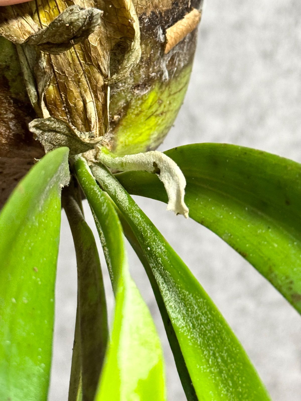 ウィリンキー ボゴール ワイルド (P. willinckii Bogor Wild C52 ＊太 
