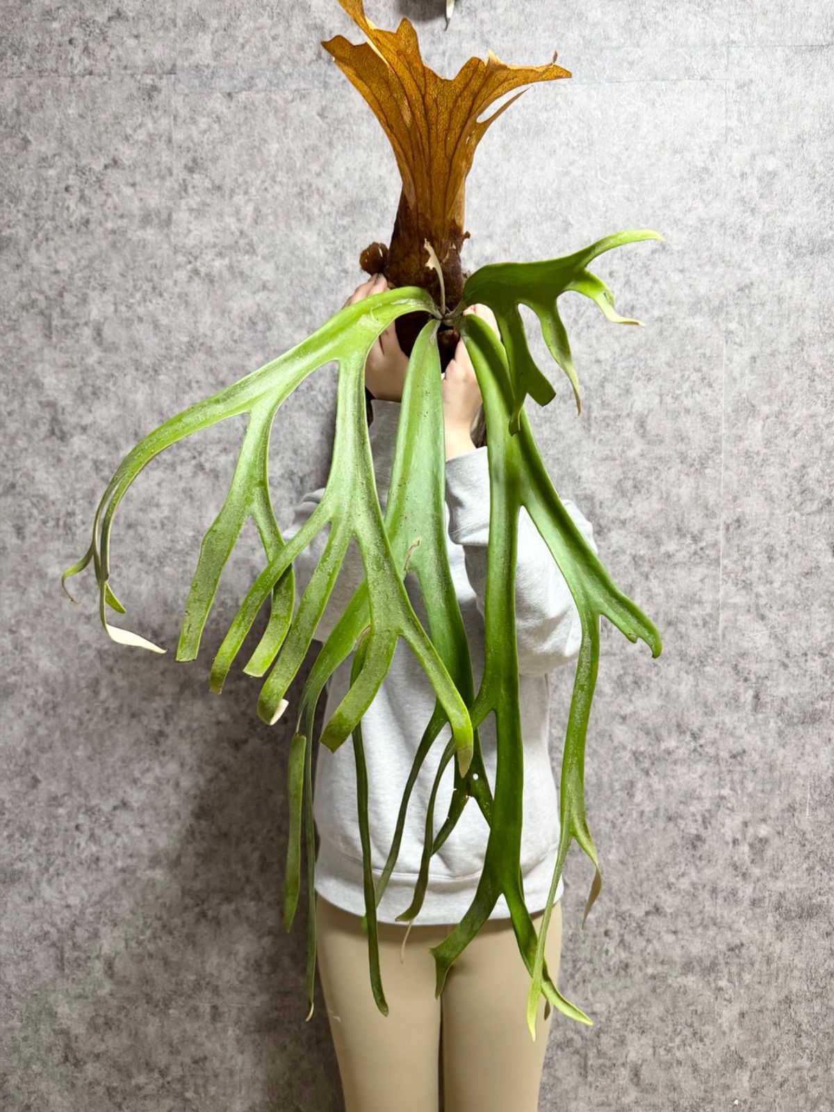 C25 ＊コンパクト＊ ▽P.willinckii Wild Java▽ ジャワ島産