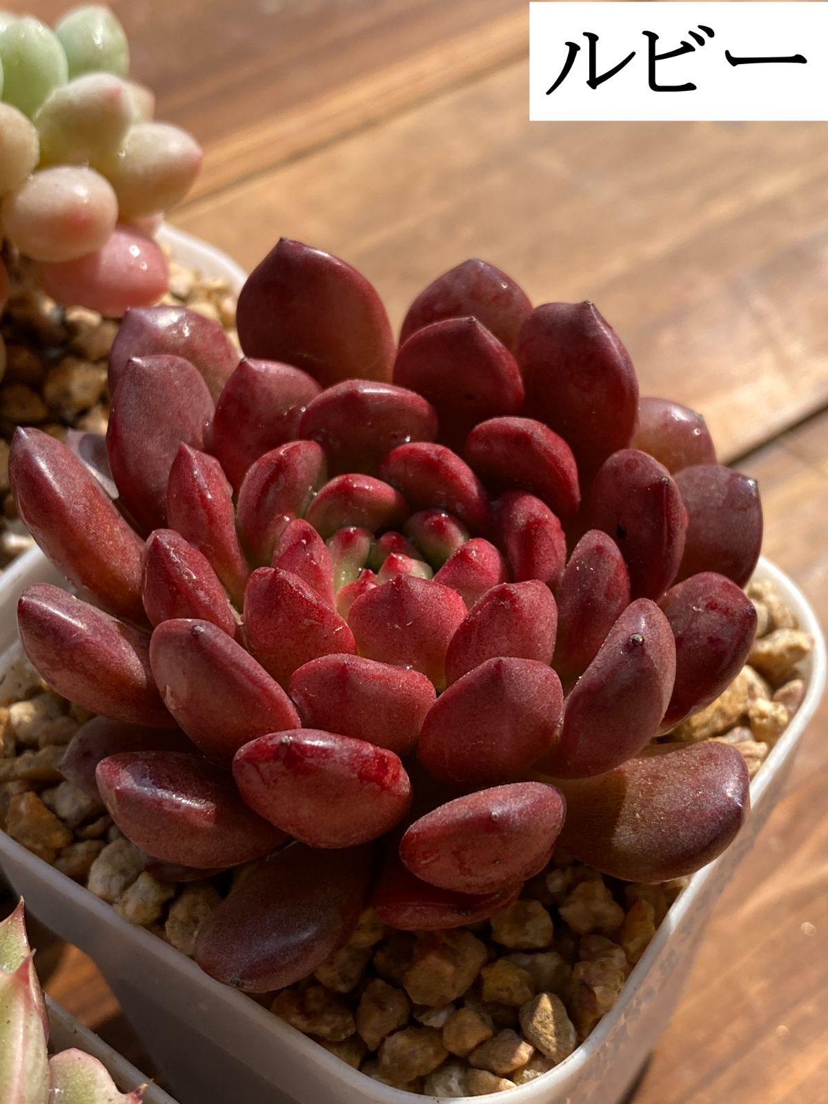 新入荷 多肉植物 エケベリア セダム 4株セット 抜き苗 第四種郵便発送