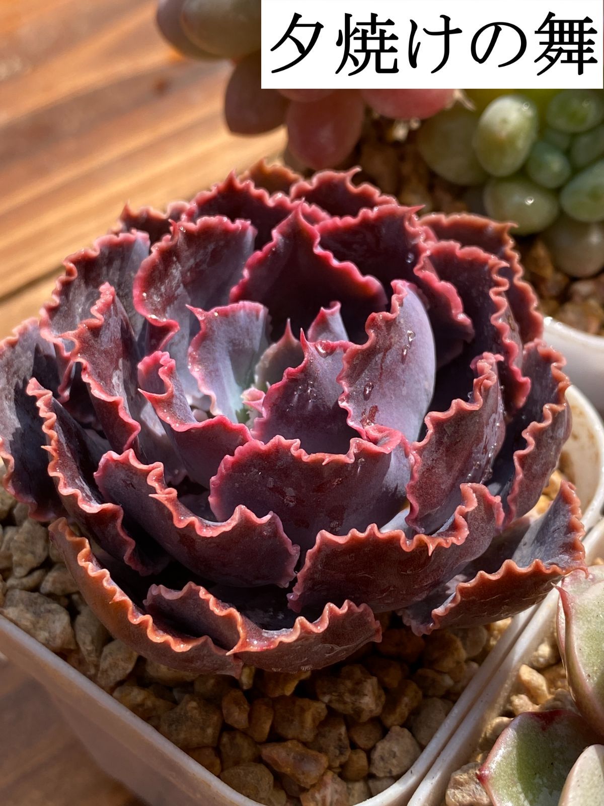 新入荷 多肉植物 エケベリア セダム 4株セット 抜き苗 第四種郵便発送