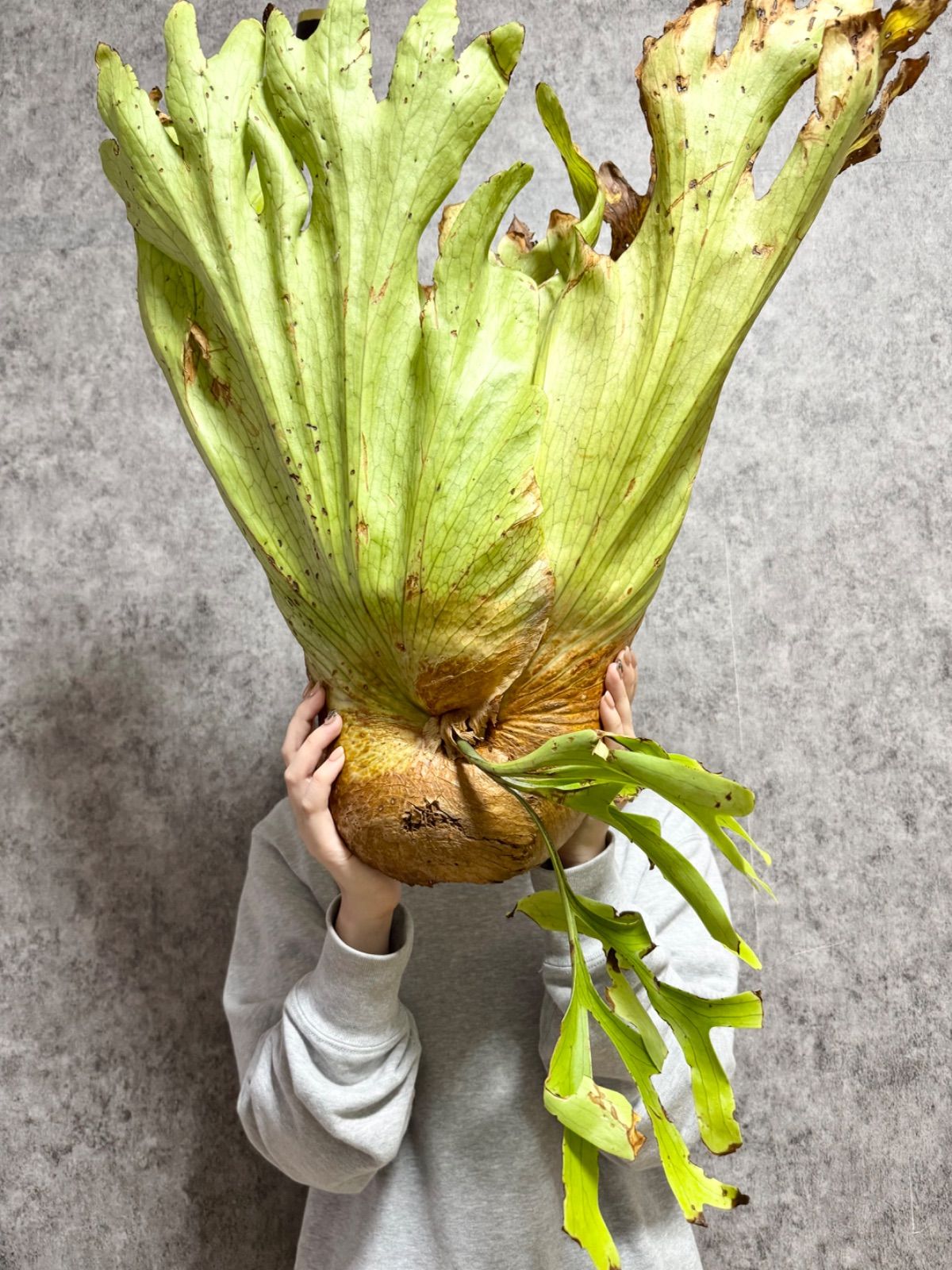 輸入直後!! XLサイズ▽P.coronarium Wild Bengkulu ▽ C41 コロナ