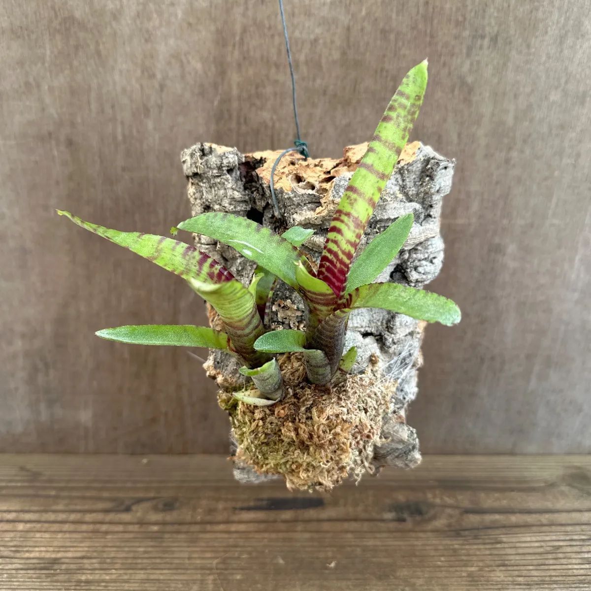 ティランジア　ネオレゲリア　コルク付け　インテリア ネオレゲリア ハイブリッド コルク④ コルク付 現品 Neoregelia hybrid