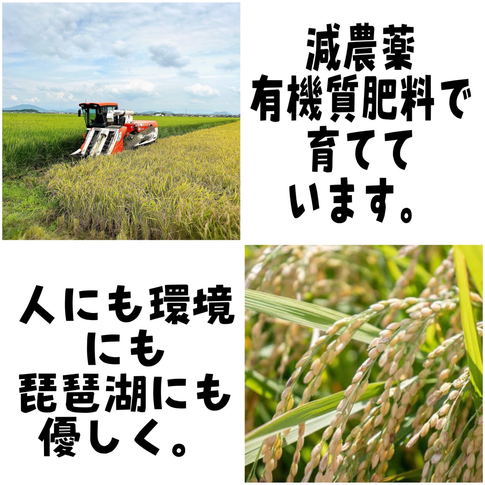 令和7年度新米】近江米 ミルキークイーン 5kg +コシヒカリ5kg - メルカリ