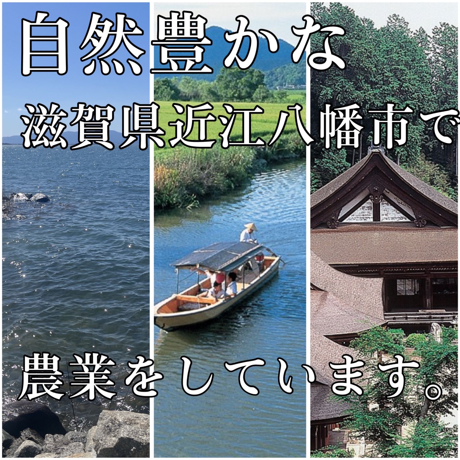 令和7年度新米】近江米 ミルキークイーン 5kg +コシヒカリ5kg - メルカリ